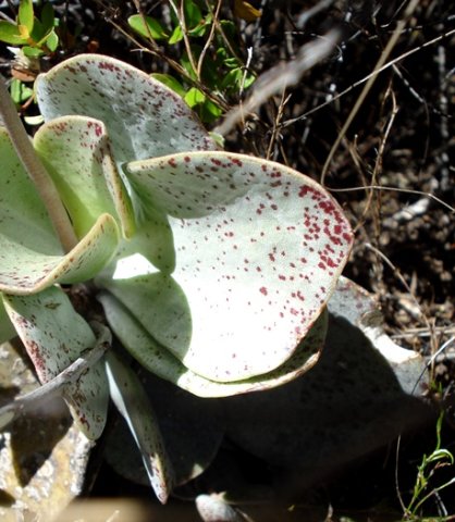Adromischus maculatus pale leaves